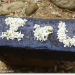 [玩♡台中]金黃小麥故鄉有可愛城堡。♧富林園洋菓子♧ @小環妞 幸福足跡