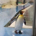 《出國神車Qplay T18團購》史上無敵兒童輕便推車，跟團優惠超划算‼ @小環妞 幸福足跡