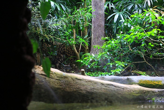 【新加坡河川生態園】River Safari門票+攻略,亞馬遜河遊船必搭 @小環妞 幸福足跡
