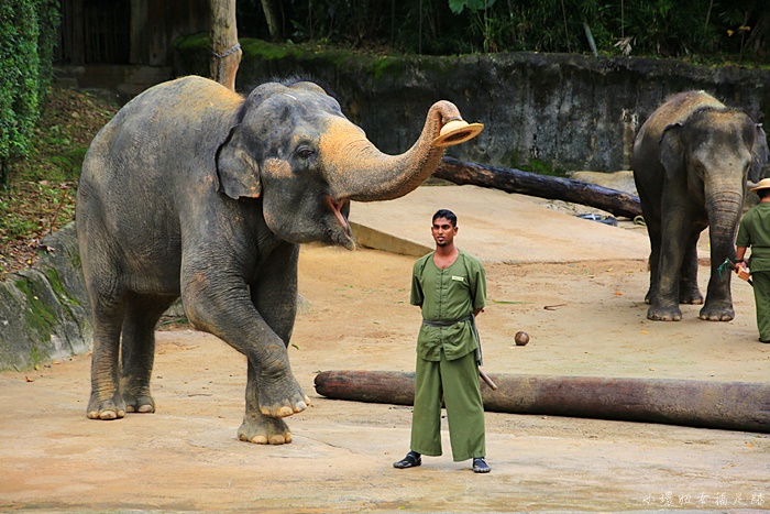 【新加坡動物園】日間動物園攻略,超推薦大象表演,還可餵大象! @小環妞 幸福足跡