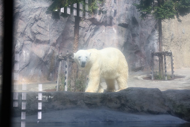 【北海道旭山動物園】超可愛！北極熊,企鵝,海豹,極地動物都在這 @小環妞 幸福足跡