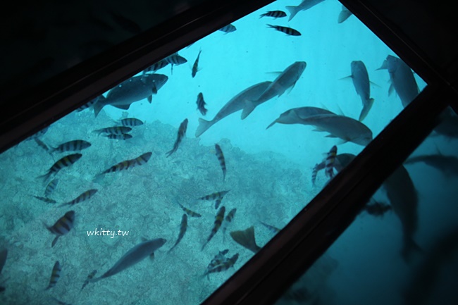 【海中展望台&#038;玻璃船】Busena海中公園,不用浮潛就能看海中生態 @小環妞 幸福足跡