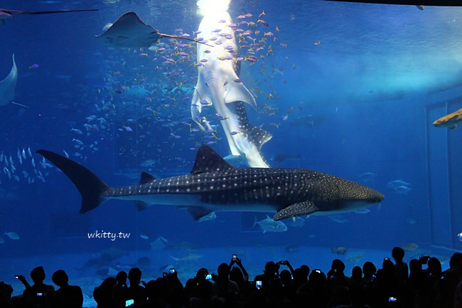 【沖繩美麗海水族館】黑潮之海第一排鯊鯨旁喝杯咖啡，太夢幻了! @小環妞 幸福足跡