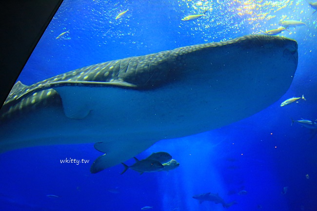 【沖繩美麗海水族館】黑潮之海第一排鯊鯨旁喝杯咖啡，太夢幻了! @小環妞 幸福足跡