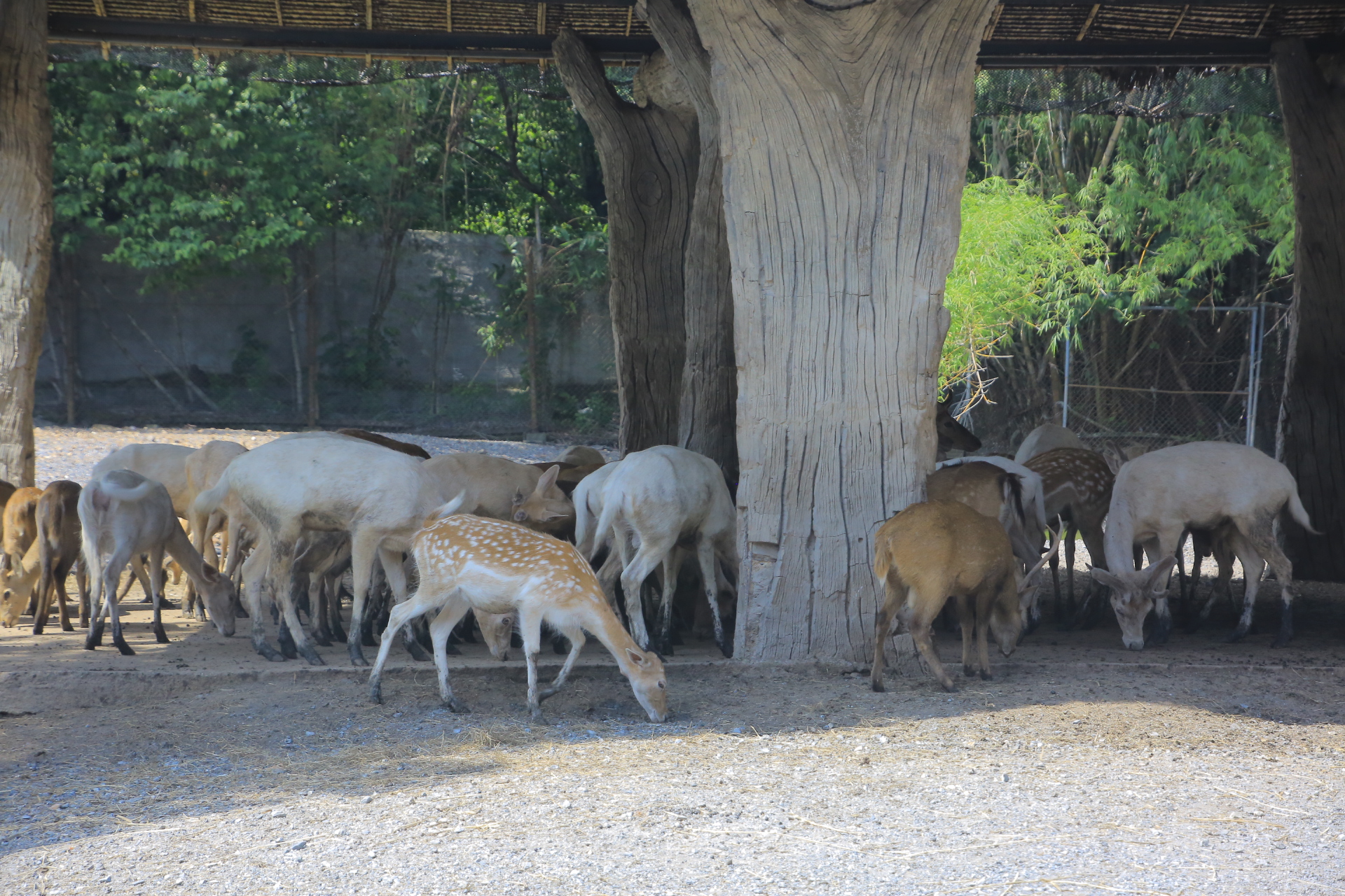 【曼谷Safari World】野生動物園門票/交通/午餐,近距離餵長頸鹿 @小環妞 幸福足跡