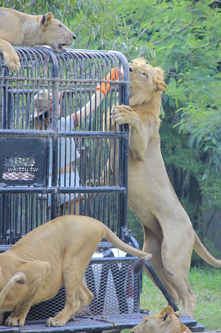 【曼谷Safari World】野生動物園門票/交通/午餐,近距離餵長頸鹿 @小環妞 幸福足跡