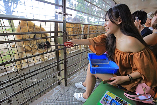 【九州自然動物園】先開車遊園,再搭Jungle bus餵獅子,好玩又刺激 @小環妞 幸福足跡