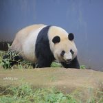 小環妞KUSO婚禮影音全記錄【婚紗照、婚禮小物、宴客餐廳、新秘、自助婚紗、囍餅、訂婚、結婚】幸福航空，即將啟航!! @小環妞 幸福足跡