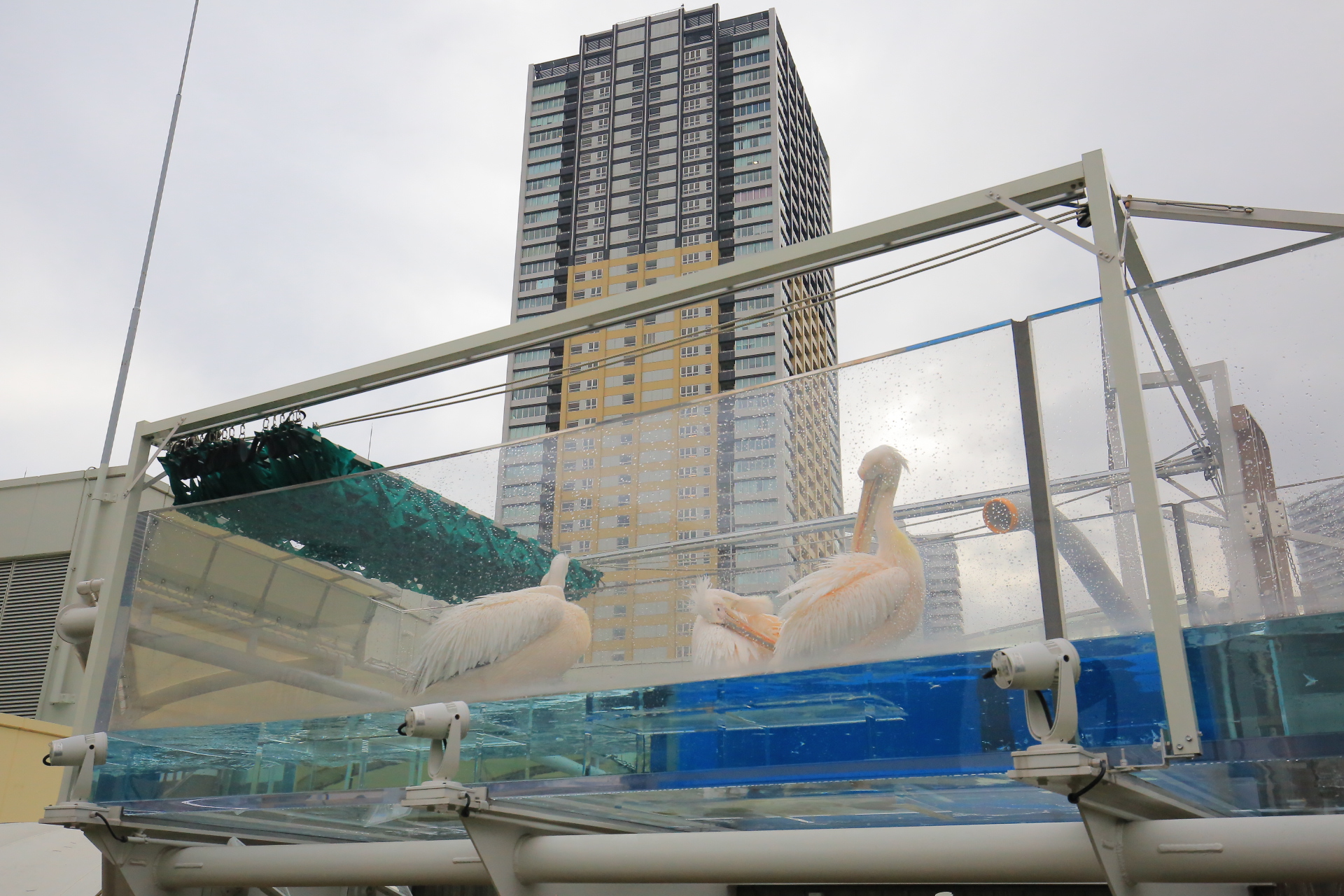 【東京池袋陽光水族館】Sunshine City屋上樓層,會飛的企鵝超療癒 @小環妞 幸福足跡