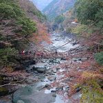 【東京淺草居酒屋】鳥貴族,平價居酒屋,一盤298円,中文平板點餐 @小環妞 幸福足跡