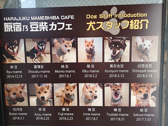 【東京柴犬cafe】原宿乃豆柴咖啡廳,跟小豆柴一起玩耍好療癒阿 @小環妞 幸福足跡