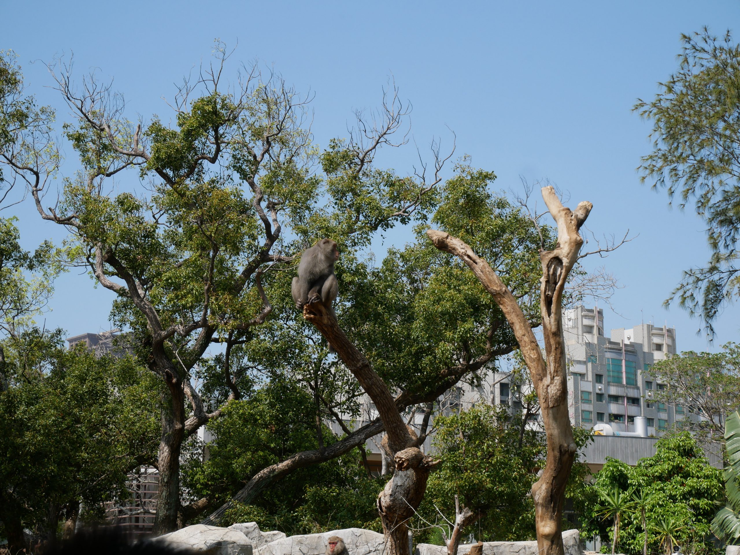 【新竹景點】新竹動物園,2020重新開幕,全台最古老的動物園,親子同遊好去處 @小環妞 幸福足跡